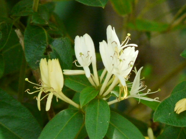 e0145782_2032099.jpg