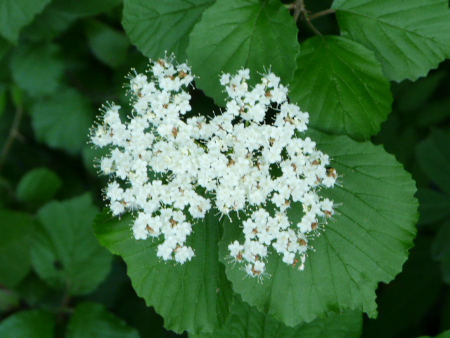 e0145782_2034017.jpg