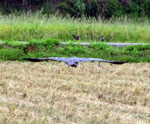 c0064389_200320.jpg