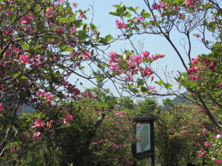 c0087392_23385099.jpg
