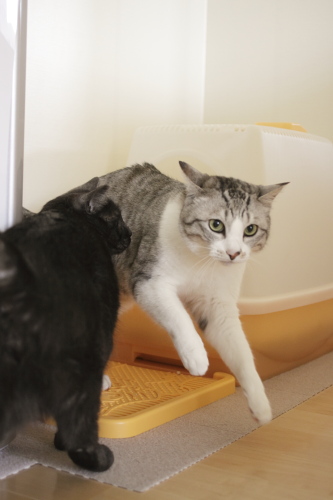 とっても忙しい! トイレから出てきたところを小僧に誘われるお坊ちゃん
