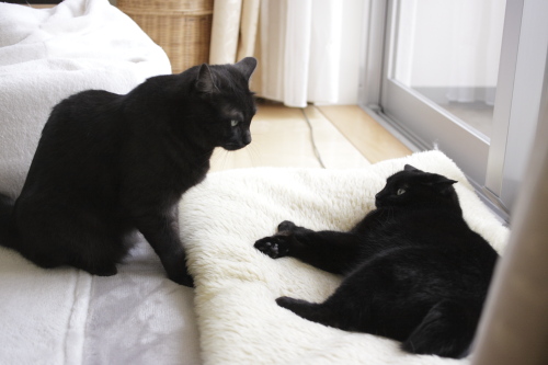 いや、ちょっと・・・ 猫布団で休憩中の小娘ににじり寄る小僧