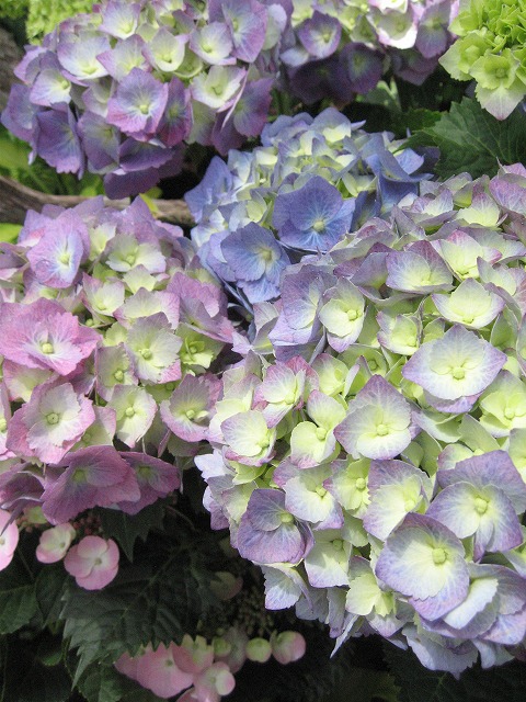 c0087094_16135615.jpg