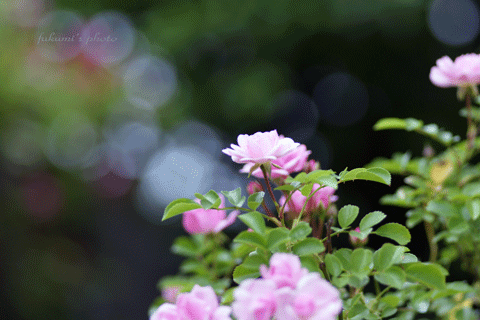 a0117102_22591424.gif