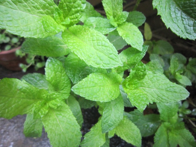 c0125702_21192973.jpg
