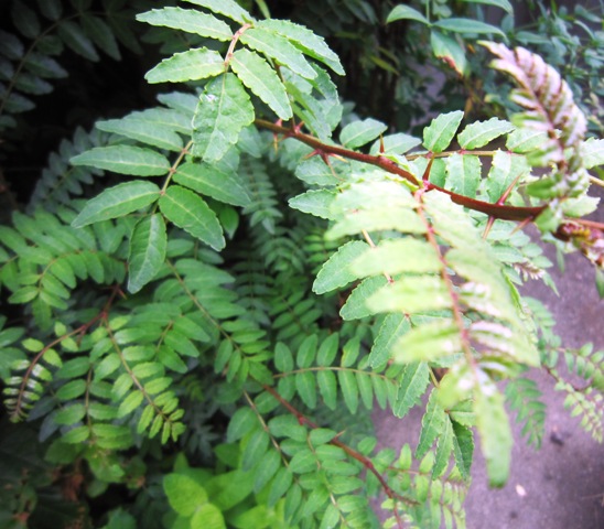 c0125702_21212775.jpg