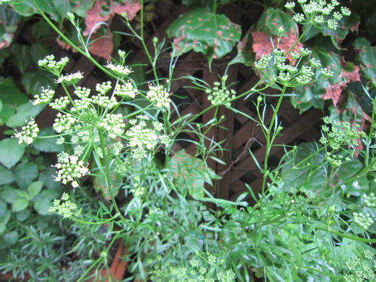 c0125702_21224759.jpg