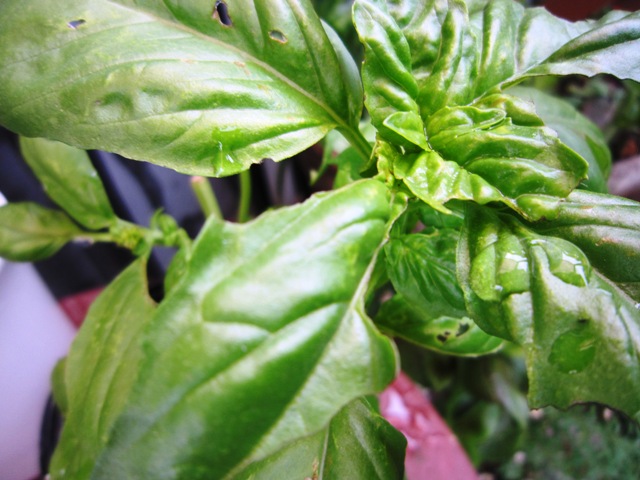 c0125702_21233848.jpg