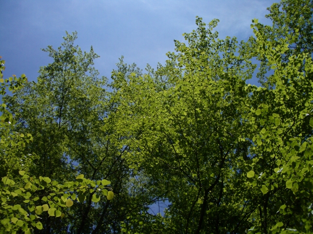 b0172805_4382529.jpg