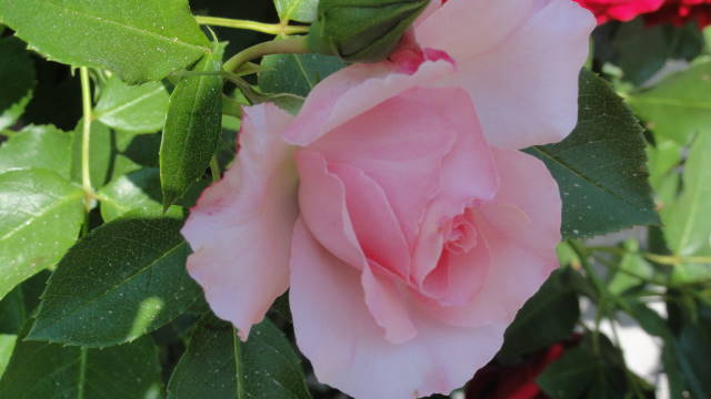 f0233414_2125025.jpg