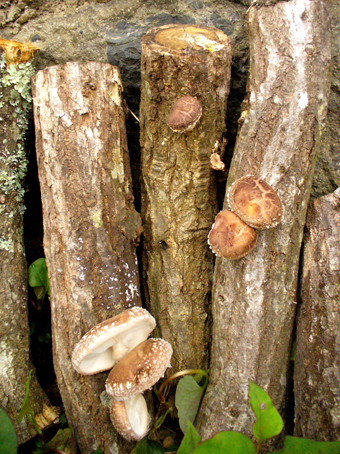 e0015915_1812121.jpg