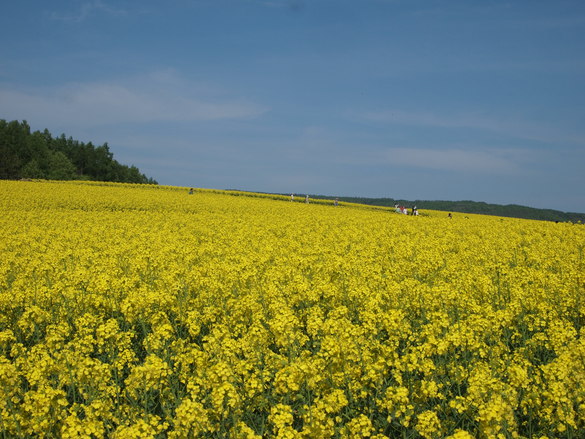 e0113915_894579.jpg