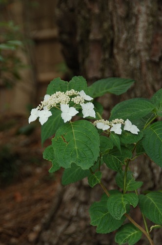 c0147116_13461340.jpg