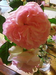 a0111618_17175665.jpg