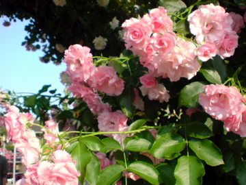 f0128723_12175842.jpg