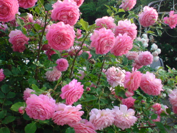 f0128723_12182912.jpg
