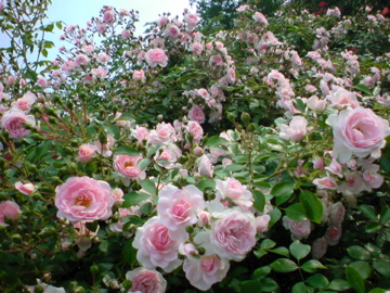 f0128723_12203679.jpg