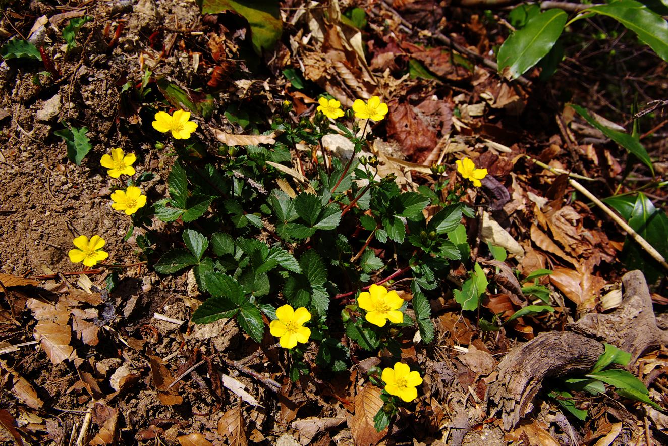 b0062024_8324440.jpg