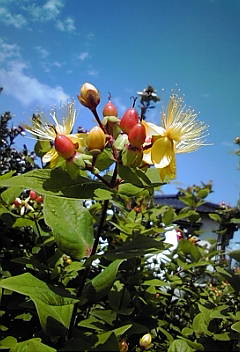 a0098027_1683722.jpg