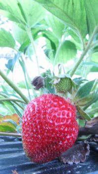c0085630_936393.jpg