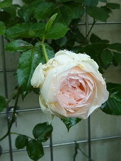 a0076237_22471526.jpg