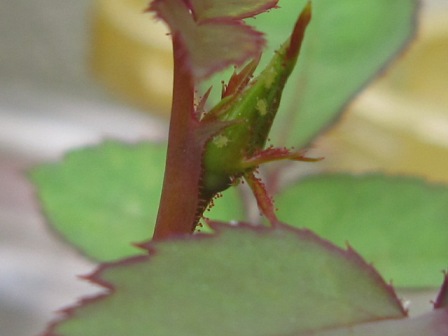 c0025140_21232465.jpg