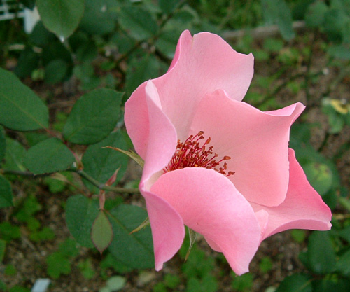 a0027742_22351315.jpg