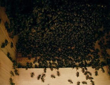 d0170960_15155381.jpg