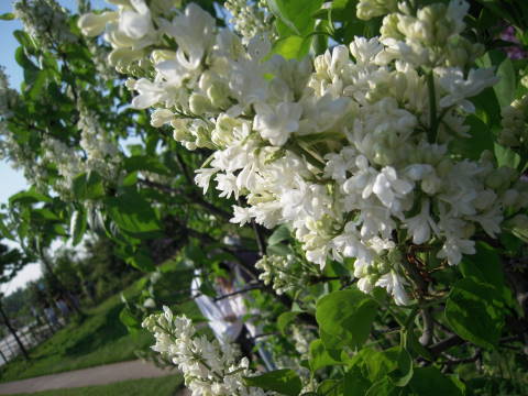 e0092362_0394768.jpg