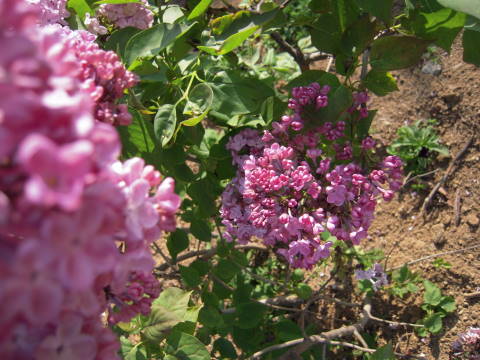 e0092362_0404915.jpg