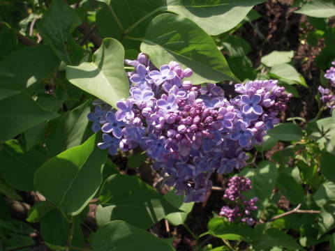 e0092362_0412755.jpg