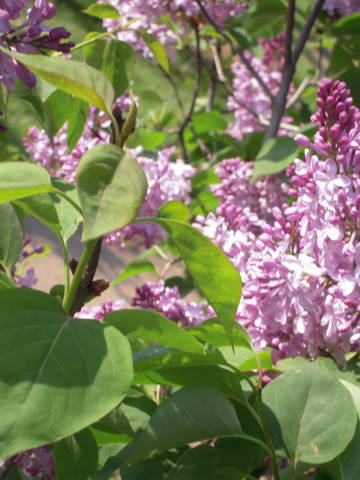 e0092362_0415075.jpg