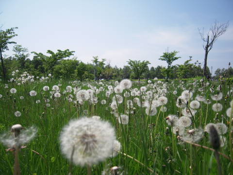 e0092362_2252713.jpg