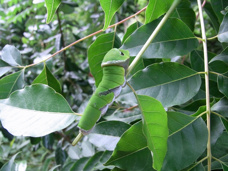 c0142963_21152775.jpg
