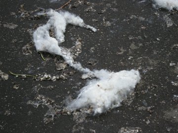 f0209878_5132671.jpg