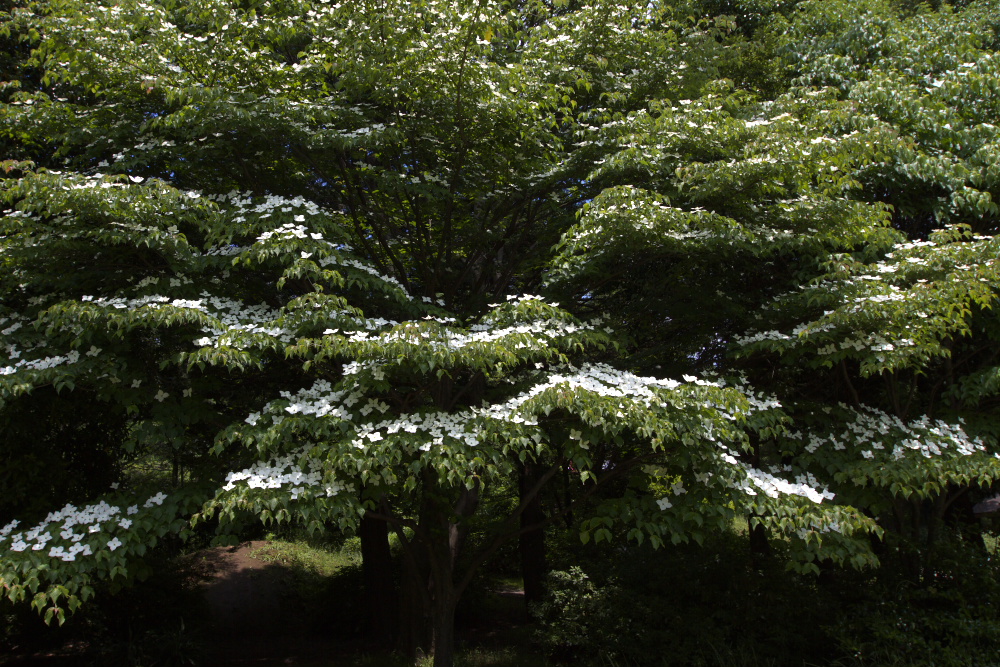 a0083081_15253486.jpg
