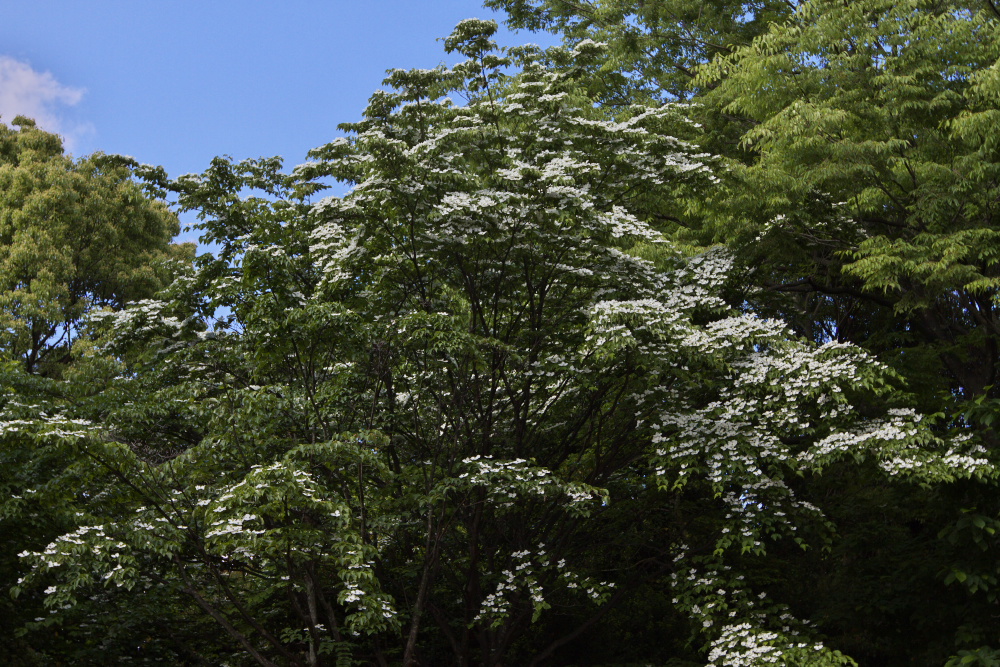 a0083081_15254720.jpg