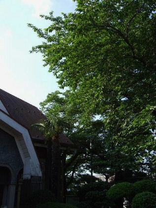 f0039281_8554732.jpg