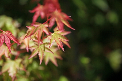 e0190885_19104719.jpg