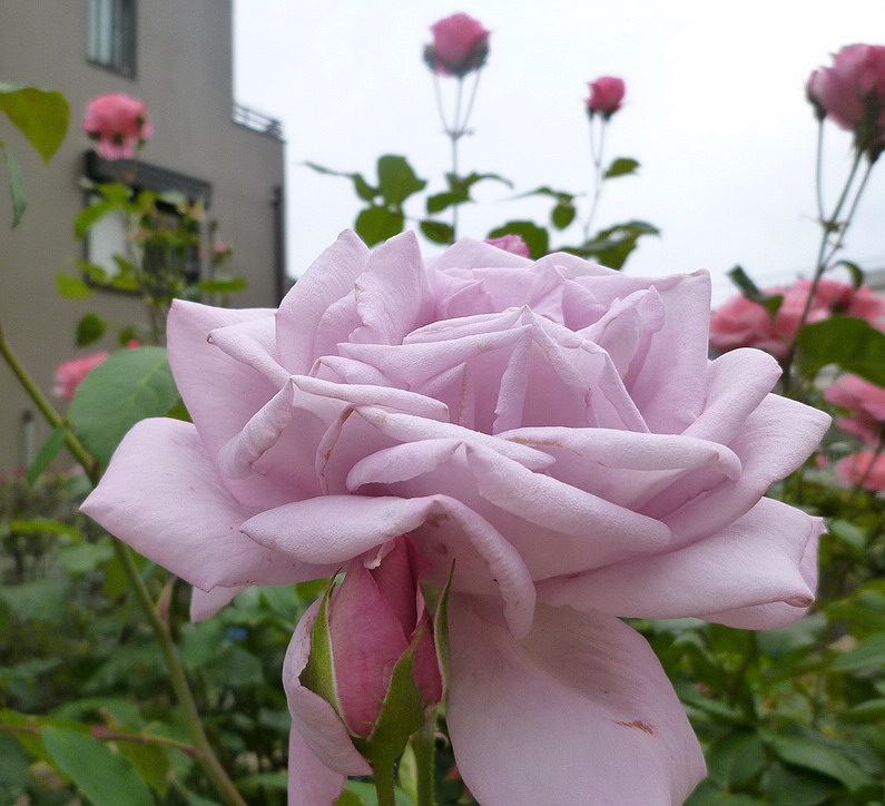 c0138198_9471527.jpg