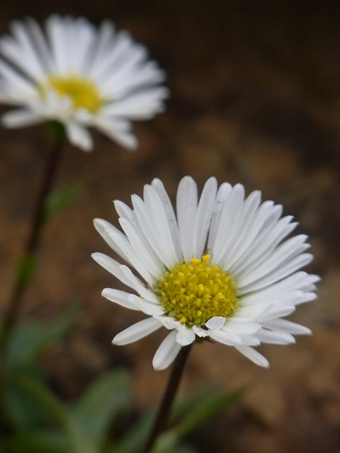 f0157901_21345080.jpg