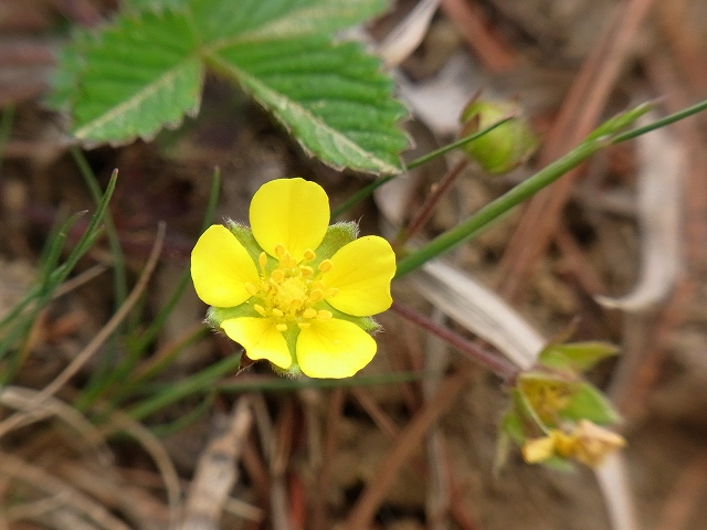 f0157901_2135214.jpg