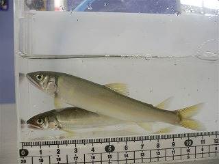 b0149303_14345144.jpg