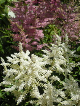 c0145209_11582362.jpg