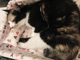 c0201113_2185365.jpg