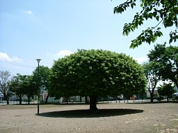 f0153115_7204893.jpg