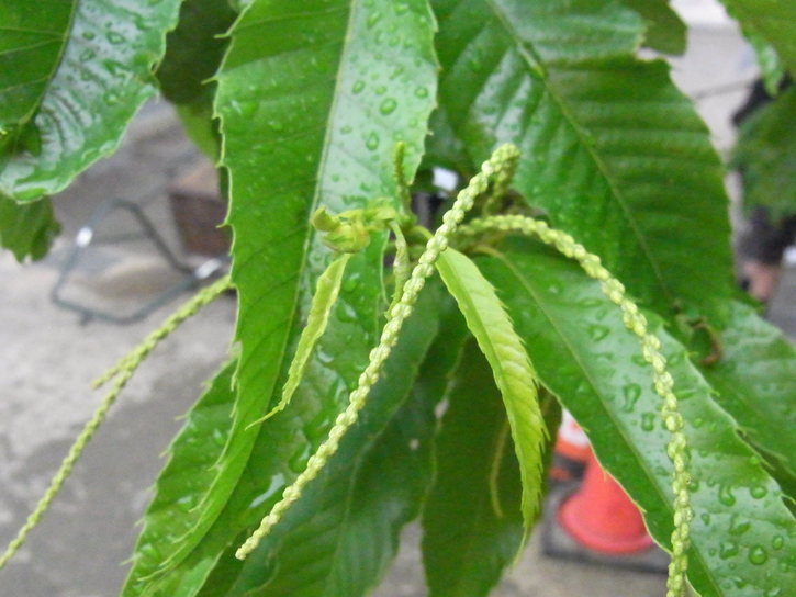 c0073536_15515889.jpg