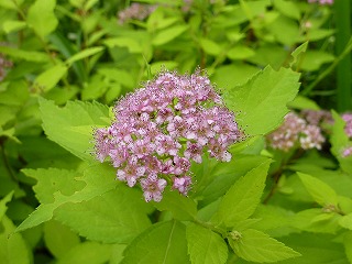 a0076237_963439.jpg