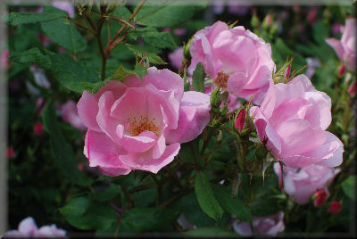 e0099375_14513483.jpg