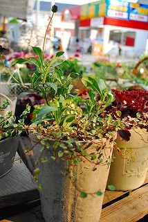 e0128909_1831333.jpg